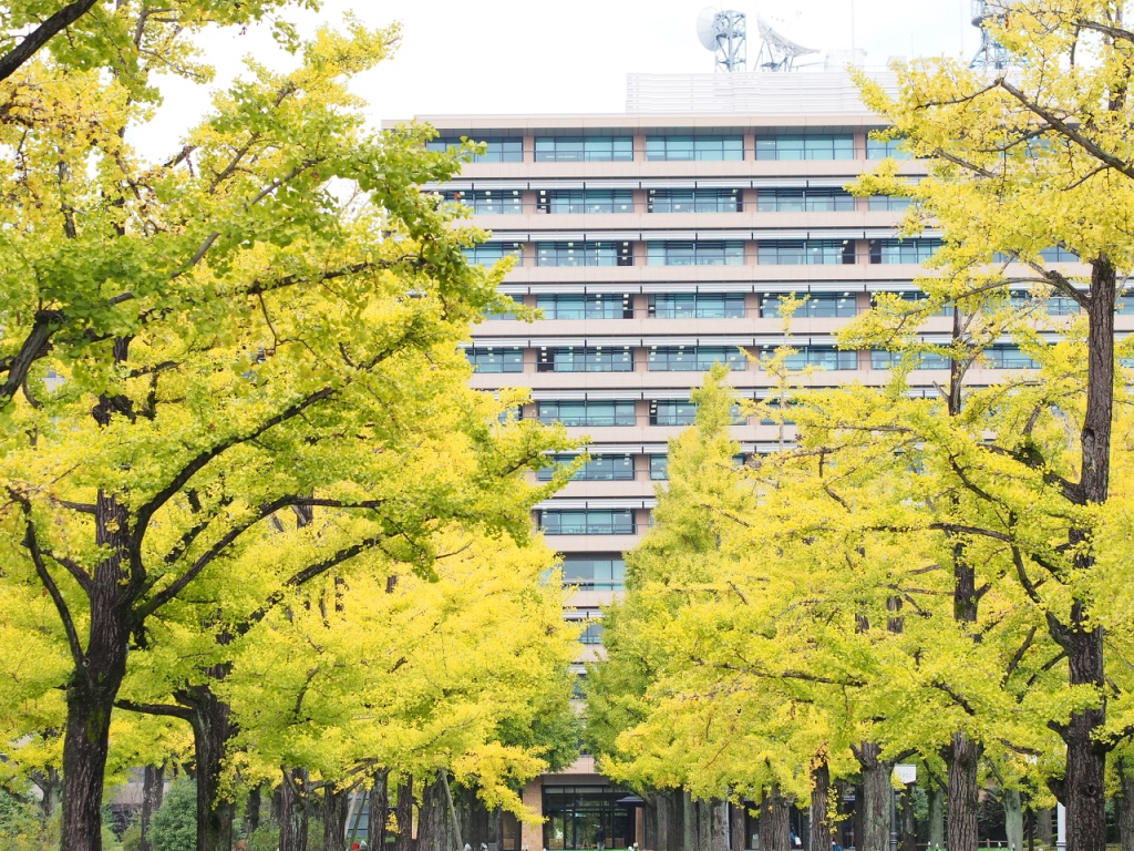 県庁前並木